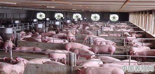 现在建一个合格的养猪场，一千头左右要多少钱才可以运行 - 中国养殖网