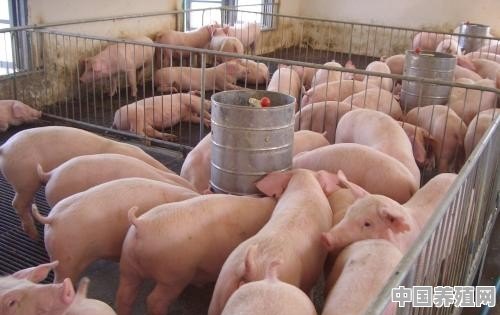 现在建一个合格的养猪场，一千头左右要多少钱才可以运行 - 中国养殖网
