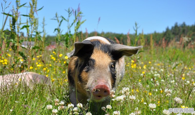 如何把猪养好和管理 - 中国养殖网