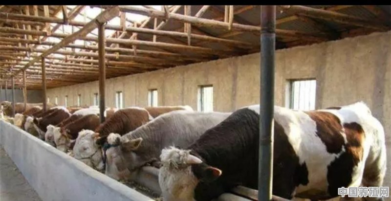 人一辈子就做一件事养牛，养1万头牛，也能成千万富翁吗 - 中国养殖网
