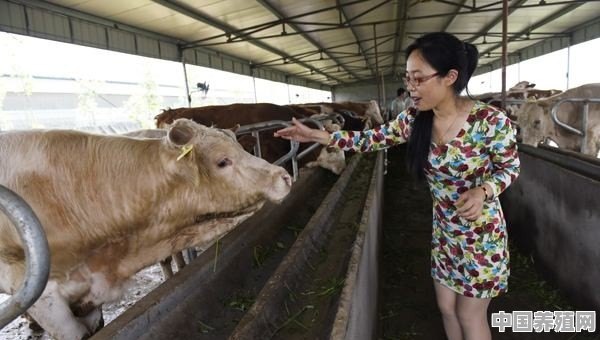 自己的地。草料不要钱，养20头牛一年多少钱 - 中国养殖网
