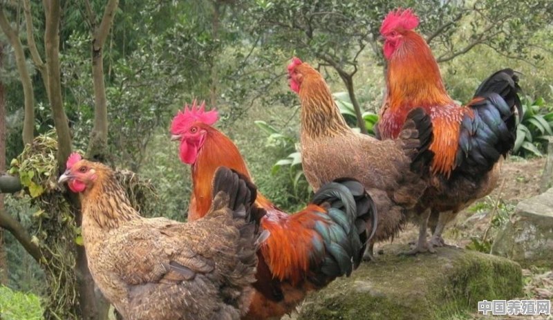 果园放养土鸡，冬天要如何管理？才能保证鸡的安全 - 中国养殖网
