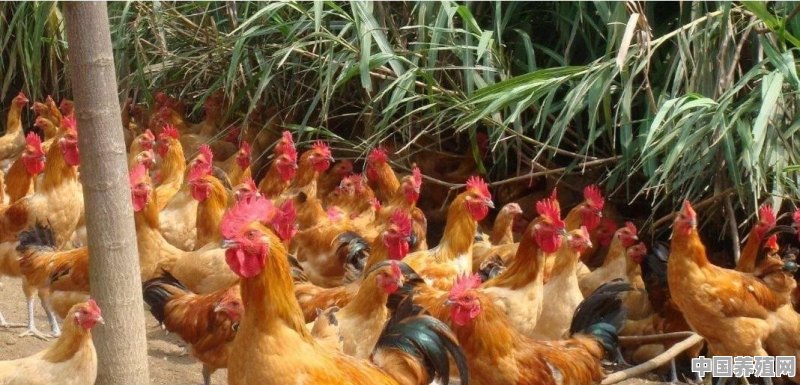 果园放养土鸡，冬天要如何管理？才能保证鸡的安全 - 中国养殖网