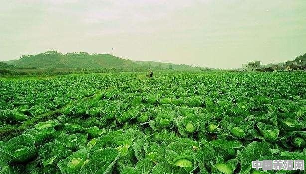 什么叫无抗农产品，有哪些成功典范 - 中国养殖网
