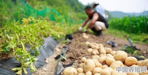 什么叫无抗农产品，有哪些成功典范 - 中国养殖网