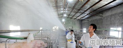 养猪主要用什么饲料 - 中国养殖网
