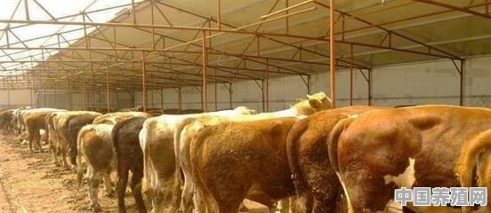 在农村养牛，牛场的选址都有哪些要求 - 中国养殖网
