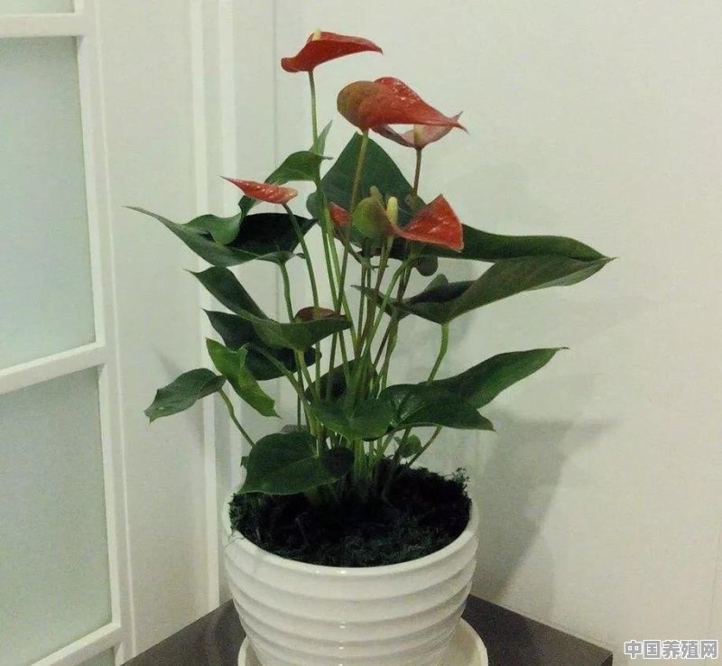 室内养花，养几种花比较好 - 中国养殖网