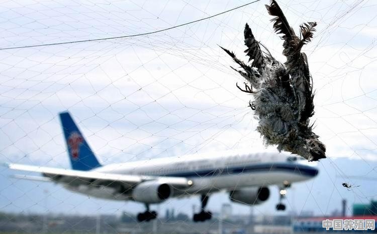如何应对鸟类撞上飞机 - 中国养殖网