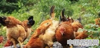 在老板家养土鸡，如何做出产业化 - 中国养殖网