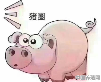 猪不好好吃东西该怎么办 - 中国养殖网