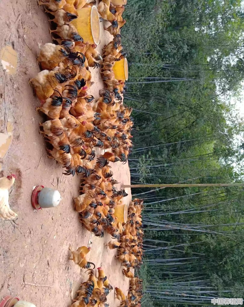 养了六个多月的土鸡，现在市场还不准活禽上市，该怎么去销售 - 中国养殖网