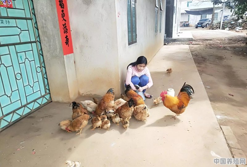 农民可以养少量鸡鸭吗 - 中国养殖网