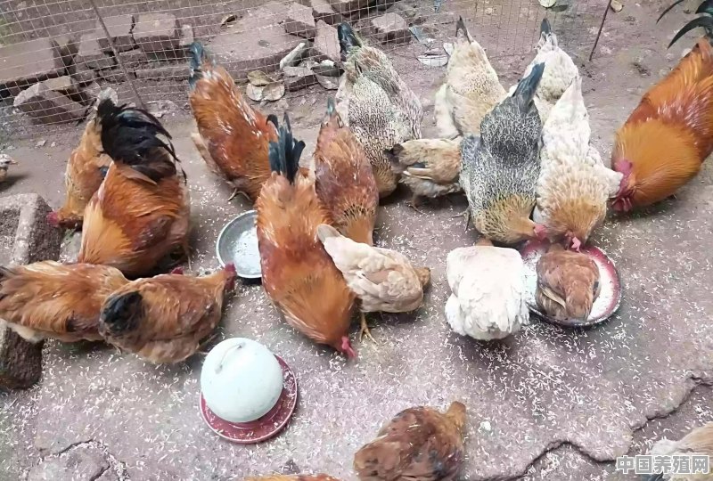 农民可以养少量鸡鸭吗 - 中国养殖网