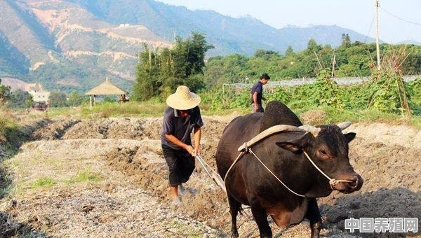 现在还有多少农村用牛耕田？为什么不用机械化 - 中国养殖网