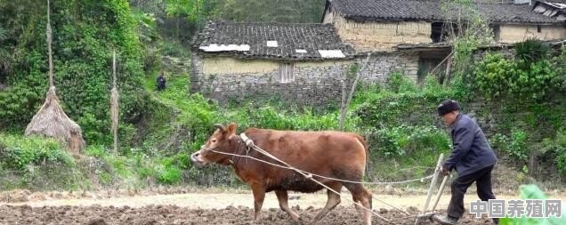 现在还有多少农村用牛耕田？为什么不用机械化 - 中国养殖网