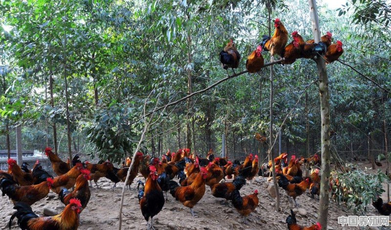 在树林下放养的鸡怎样喂可以使肉质更胜一层 - 中国养殖网