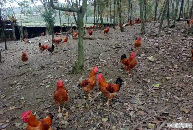 在树林下放养的鸡怎样喂可以使肉质更胜一层 - 中国养殖网