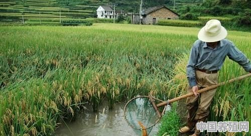 在水稻田里进行稻鱼养殖，要如何才能防止泥鳅黄鳝逃跑 - 中国养殖网