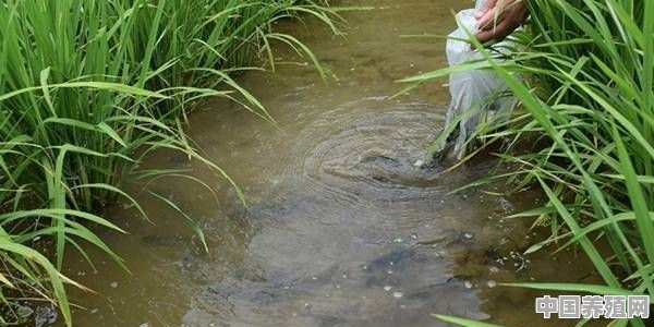 在水稻田里进行稻鱼养殖，要如何才能防止泥鳅黄鳝逃跑 - 中国养殖网