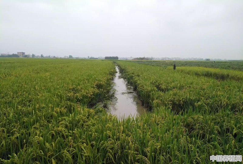怎么提高稻虾养殖的经济效益 - 中国养殖网