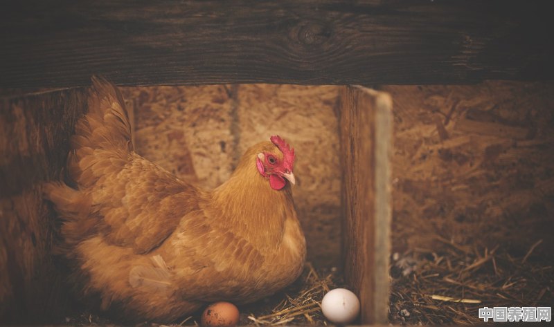 农村养殖笨鸡蛋，和笨公鸡有前景吗 - 中国养殖网