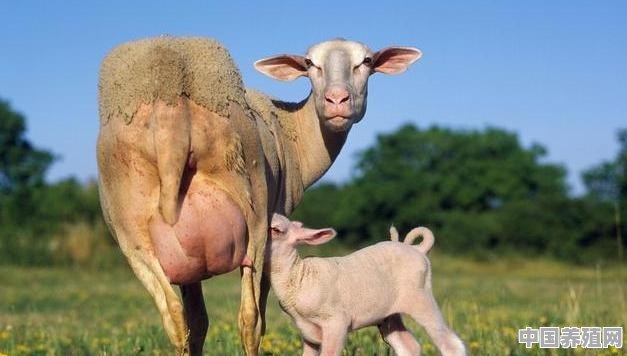 母羊难产可这样助产 - 中国养殖网