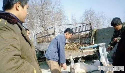 有人专门去农村里收购老母猪，是用来干什么的 - 中国养殖网