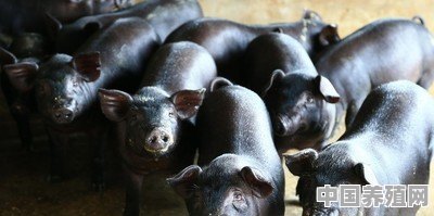 农村的土猪肉好在哪里 - 中国养殖网