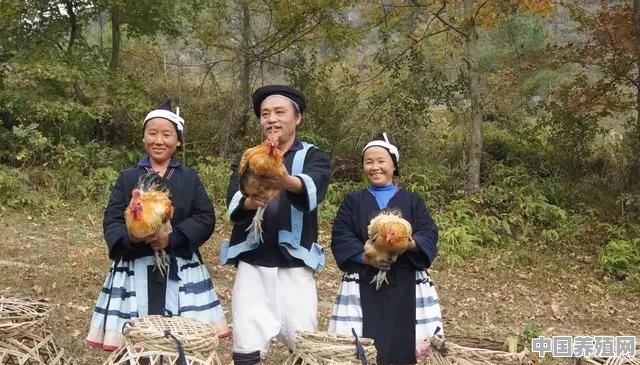 瑶鸡与血毛土鸡外形有什么区别 - 中国养殖网