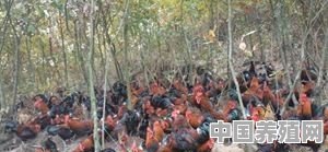 瑶鸡与血毛土鸡外形有什么区别 - 中国养殖网