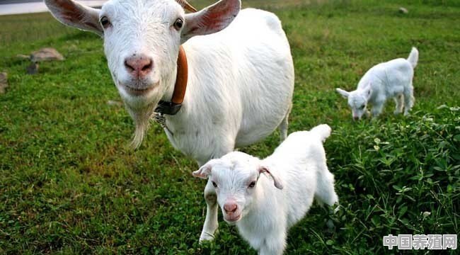 我现在想养羊，是低价买小羊羔好，还是高价买大母羊划算 - 中国养殖网