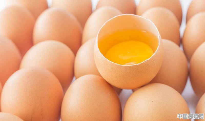 温差太大导致蛋鸡的产蛋率下降怎么办 - 中国养殖网