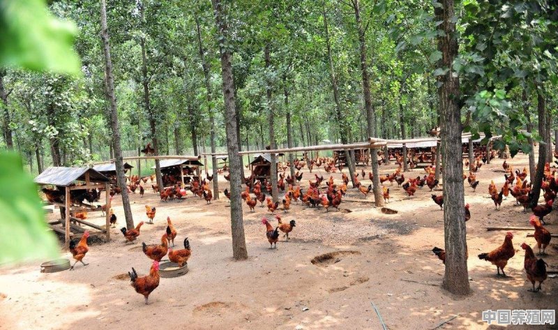 小鸡如何快速生长 - 中国养殖网