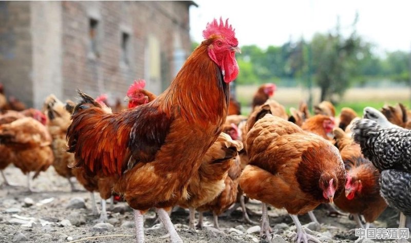 小鸡如何快速生长 - 中国养殖网
