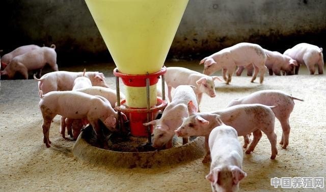 是否看好网易丁磊拍卖到11万元的味央猪 - 中国养殖网