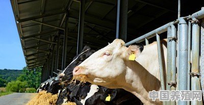 圈养牛每周外放几次运动好 - 中国养殖网