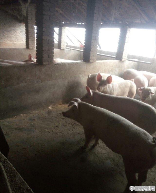 养殖猪需要什么要求技术 - 中国养殖网