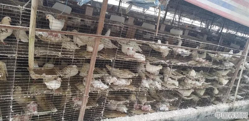 我打算养一千对肉鸽需要多少资金，如何养最好 - 中国养殖网