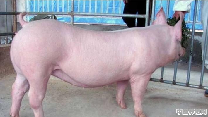 散养猪应该选啥品种，要效益高的 - 中国养殖网
