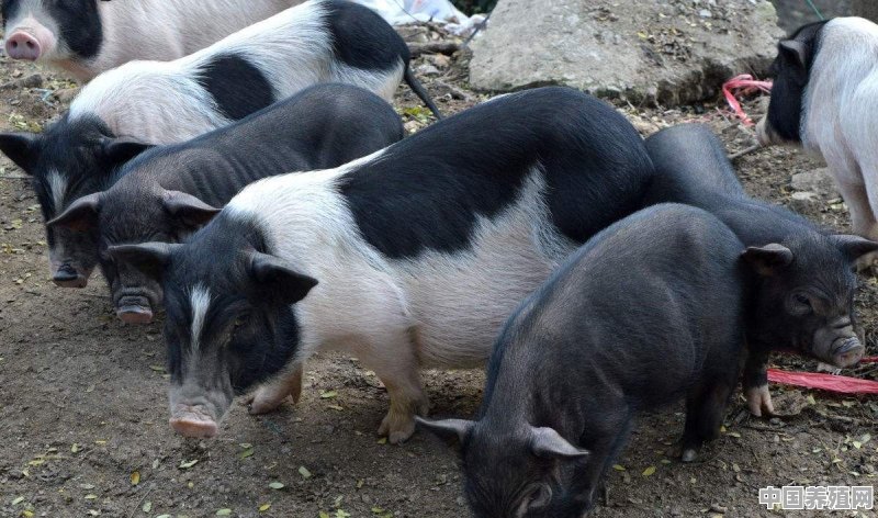 散养猪应该选啥品种，要效益高的 - 中国养殖网