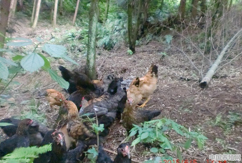 林下养鸡一般养几个月出栏 - 中国养殖网