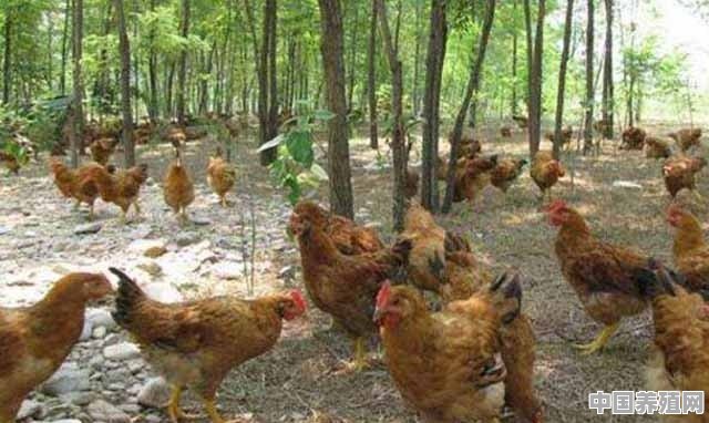 林下养鸡一般养几个月出栏 - 中国养殖网