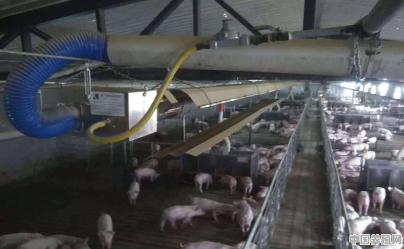 养猪场如何给猪保暖的呢 - 中国养殖网