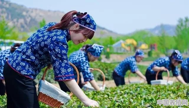 为什么中国茶叶分“六”大类呢 - 中国养殖网
