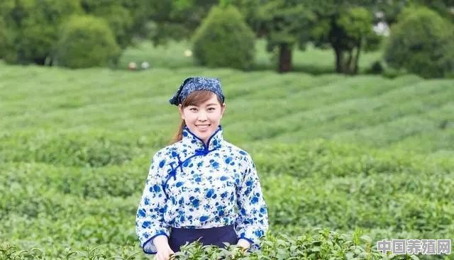 为什么中国茶叶分“六”大类呢 - 中国养殖网