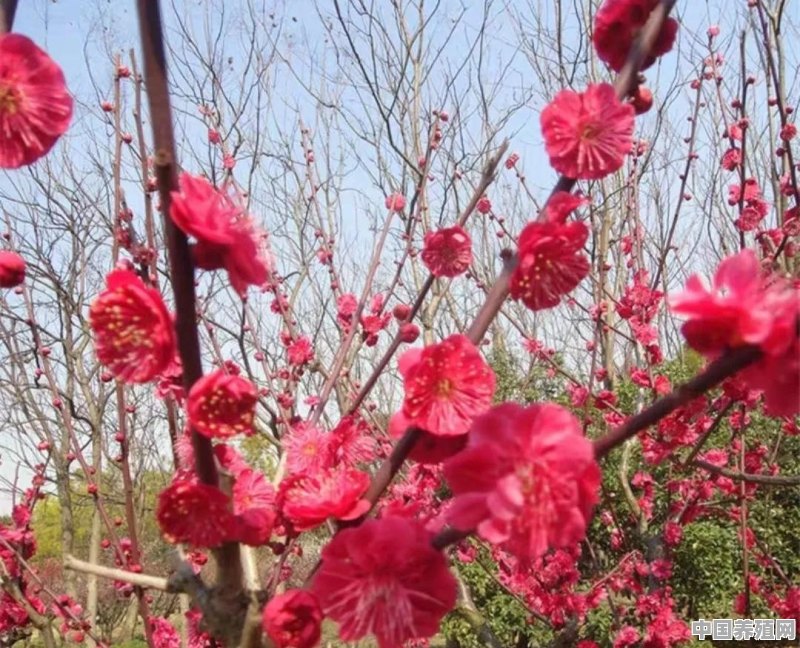 有个大院子，想养些花草，有哪些花又漂亮又能养成花树的 - 中国养殖网