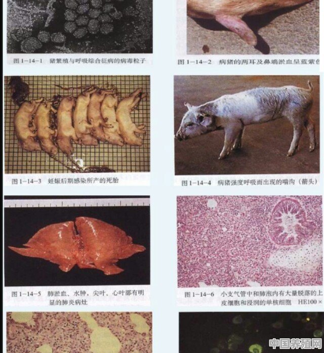 猪久咳不止，还打喷嚏，请问是什么原因 - 中国养殖网