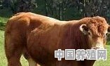 我想进入养牛行业不知前景如何，请同行高手赐教 - 中国养殖网