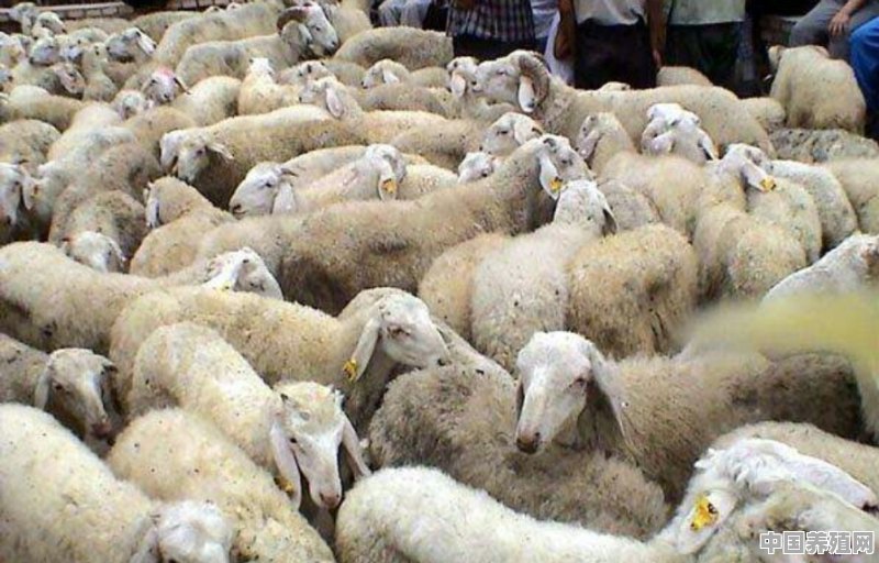 人会不会把新冠状病毒传染给牛羊 - 中国养殖网